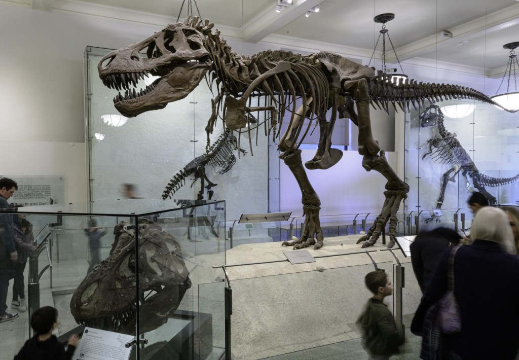 American Museum of Natural History Ticket (General Admission + 1 Exhibition)