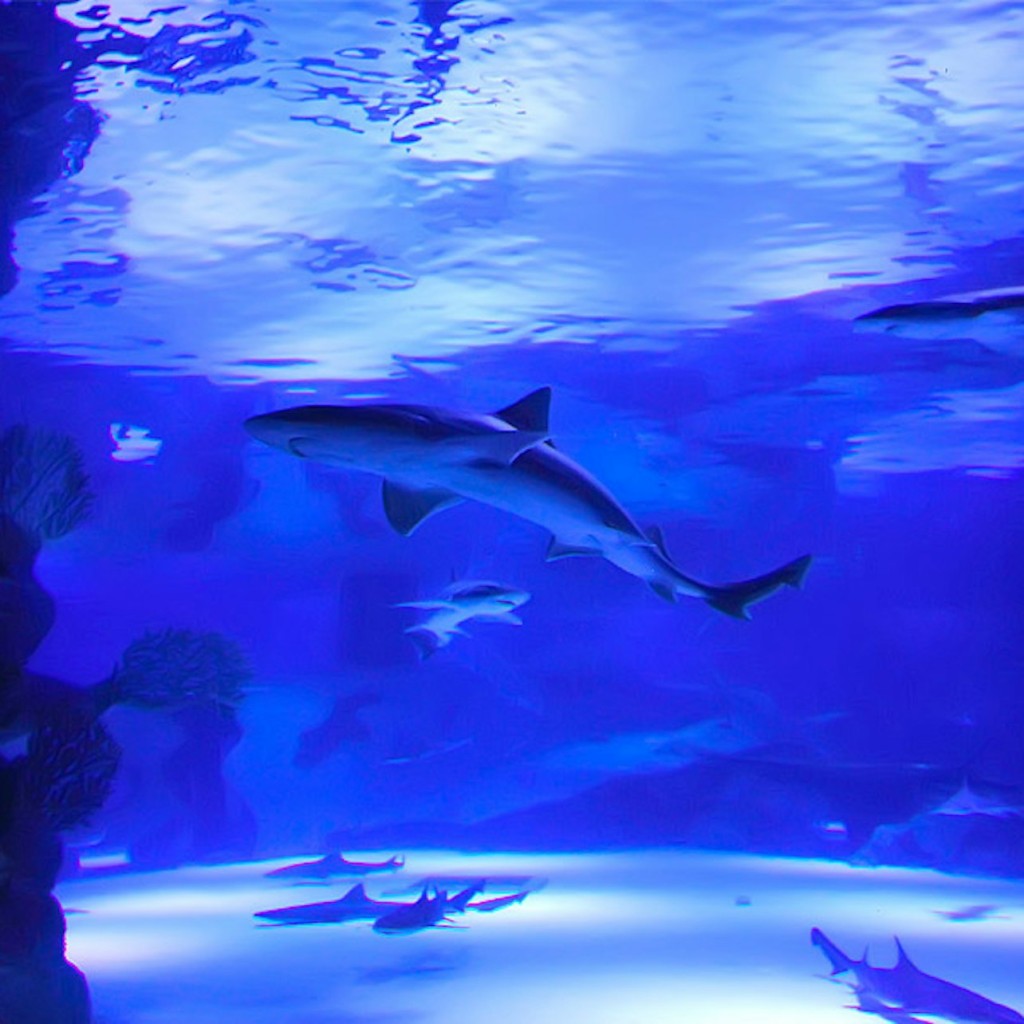 安塔利亚水族馆和Face 2 Face蜡像馆门票