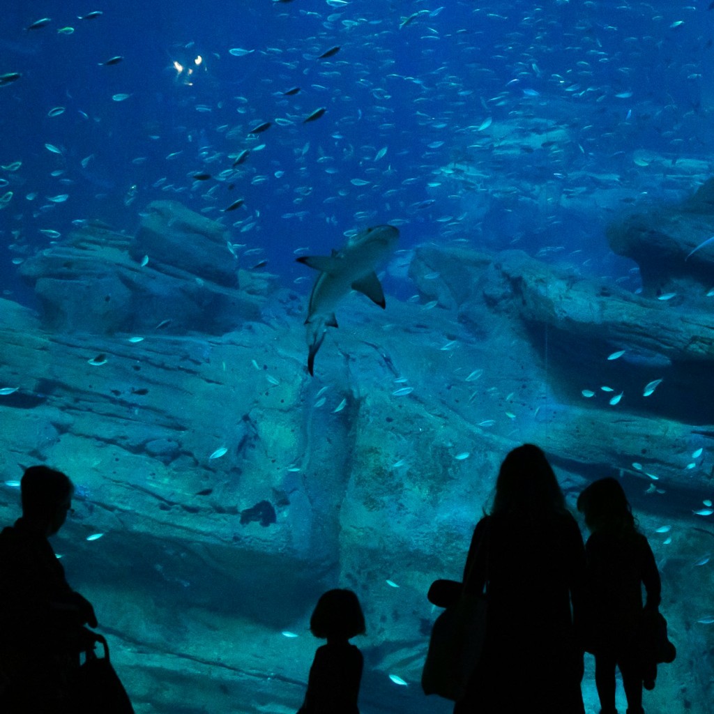 パリ水族館: 入場券