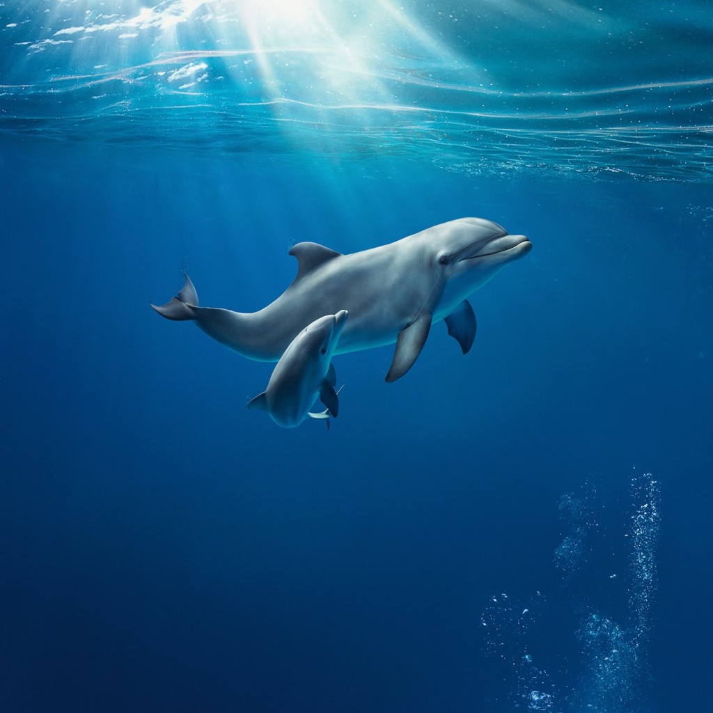 Aquari de Gènova: Entrada reservada