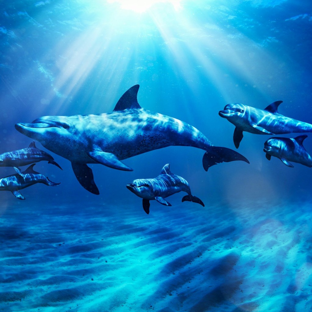 Aquaventure World : Pass journée parc aquatique + Baignade avec les dauphins