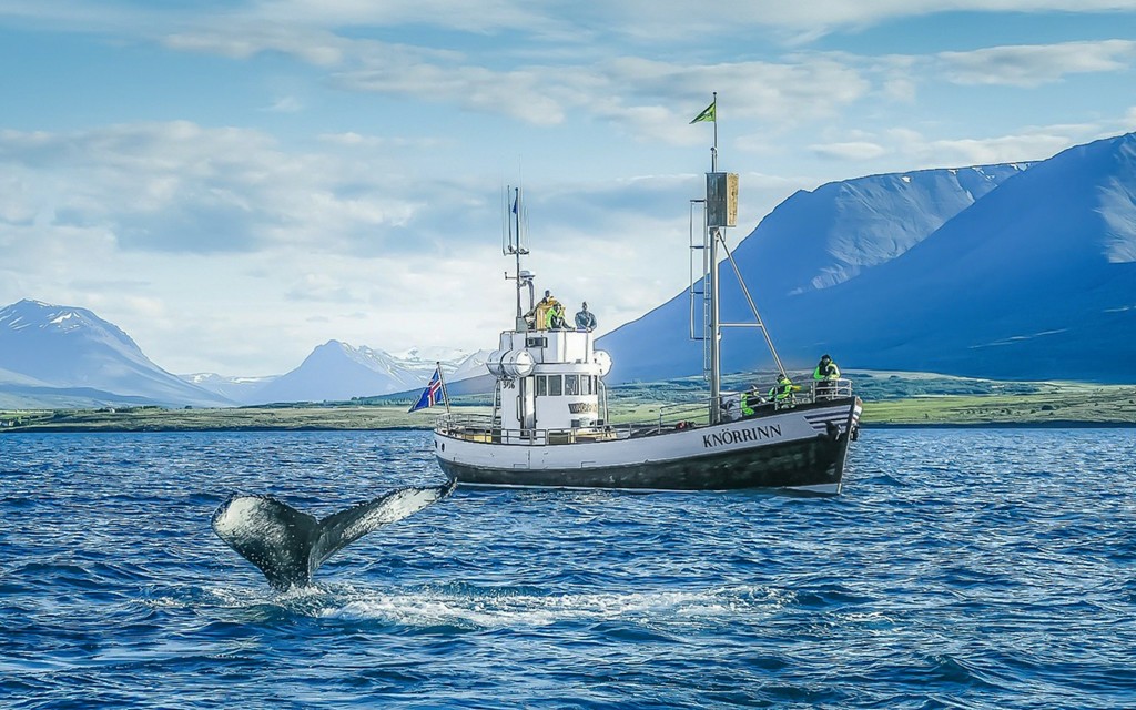 Von Árskógssandur: Bootstour zur Walbeobachtung in Eyjafjörður (From Árskógssandur: Whale watching boat tour in Eyjafjörður)