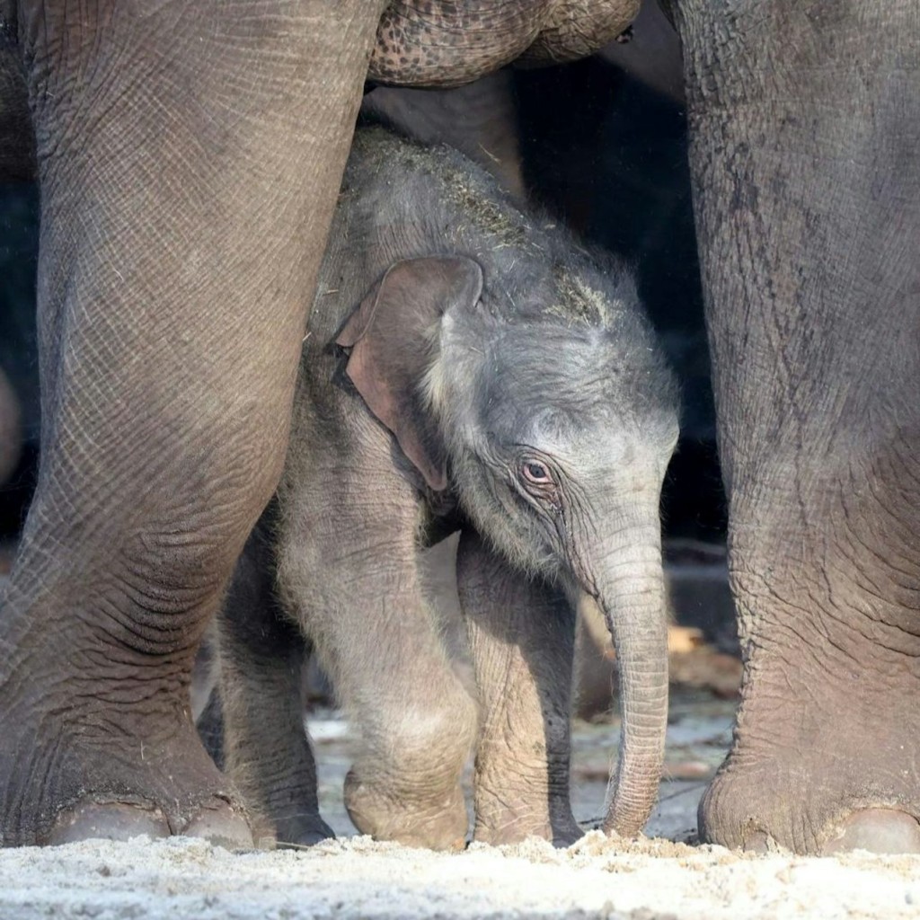 アルティス・アムステルダム王立動物園: 入場券