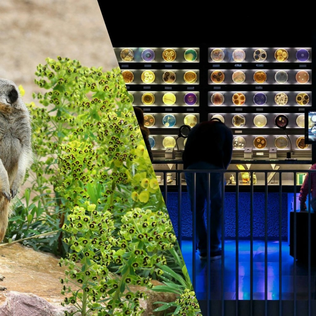 アルティス・アムステルダム王立動物園&ミクロピア:行列スキップ入場券