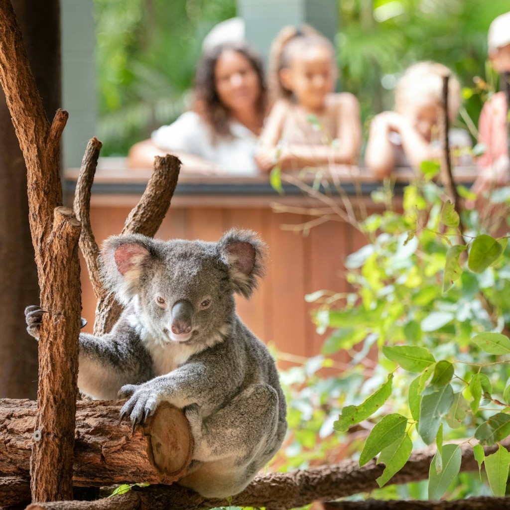Zoo d'Australia: Ingresso + Trasferimento da Brisbane