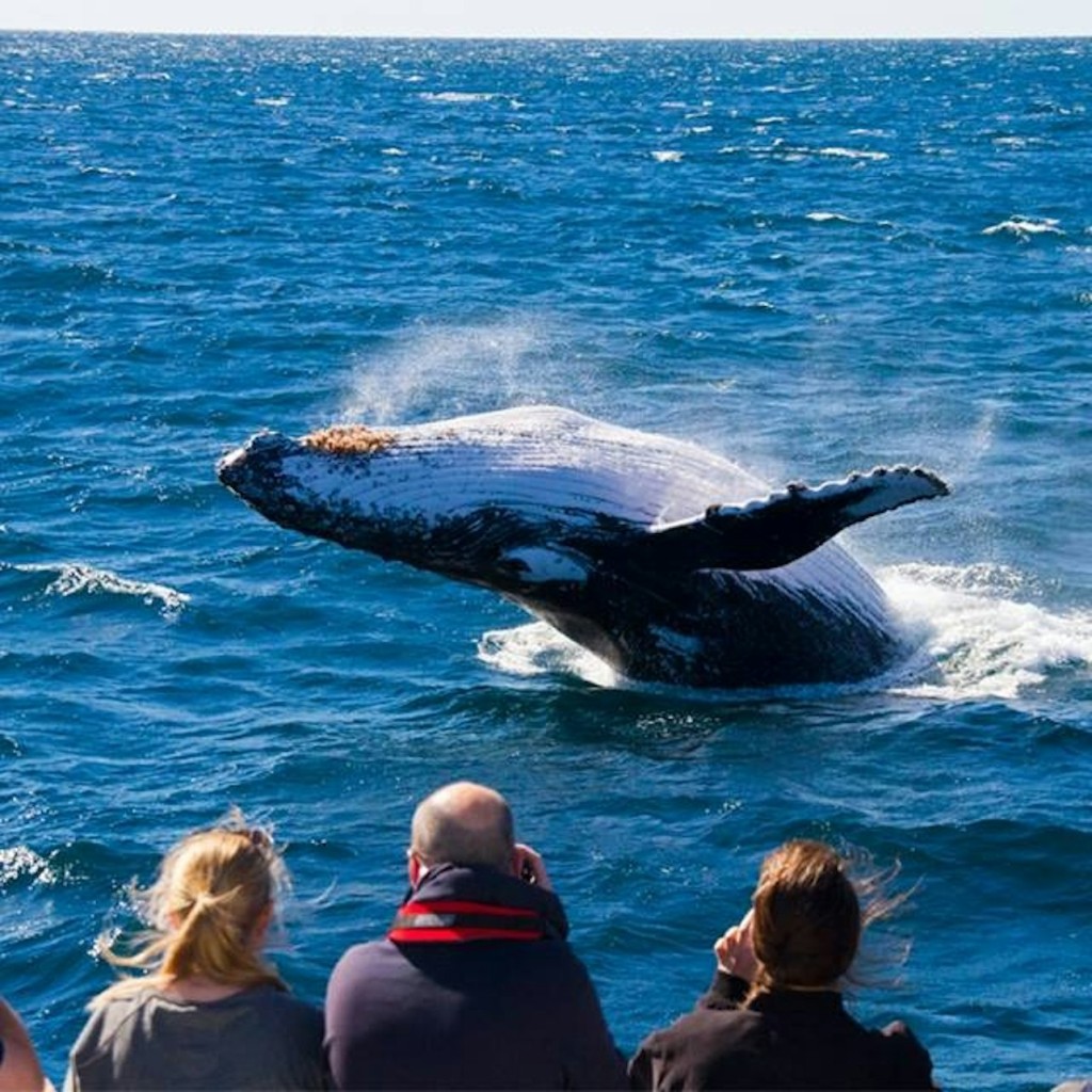 Brisbane: Tour di avvistamento delle balene + Trasferimenti + Pranzo
