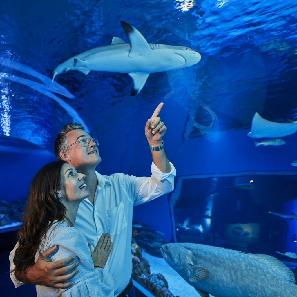 凯恩斯水族馆:夜间门票+ 2道菜晚餐