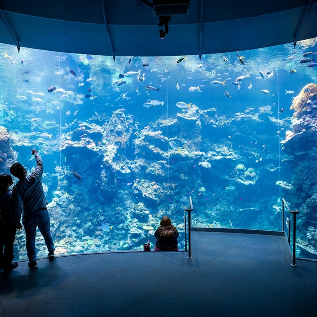 California Academy of Sciences: Bilet wstępu