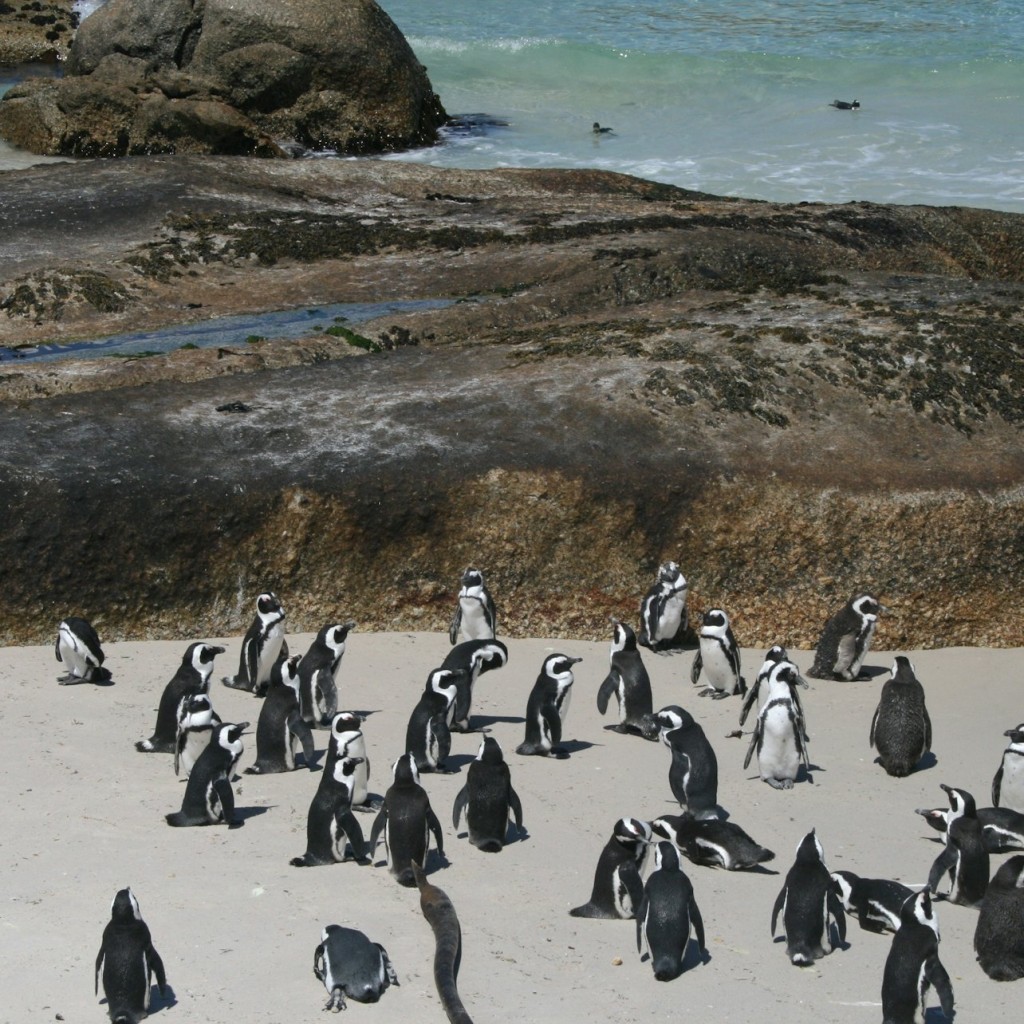 Cape Town: Cape Peninsula & Boulders Beach Tour