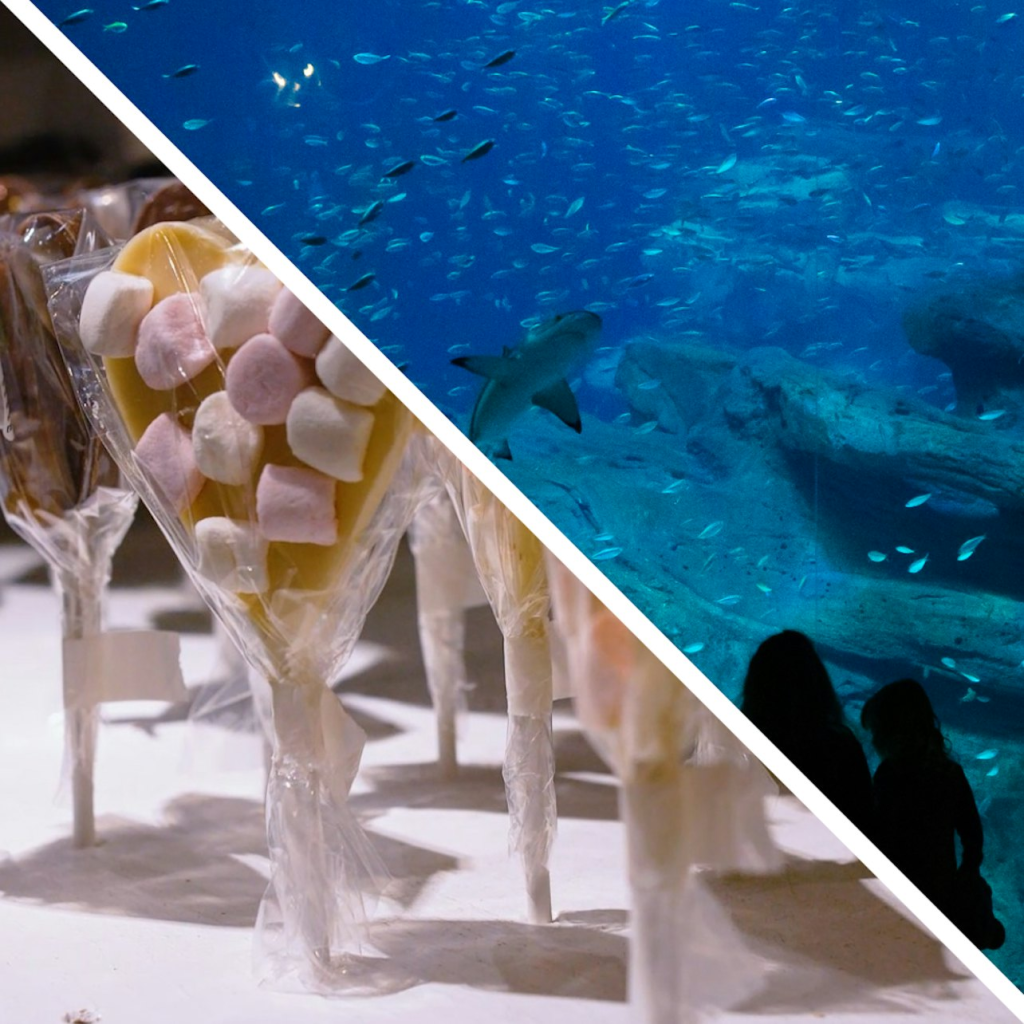 パリのチョコレートストーリー+パリ水族館