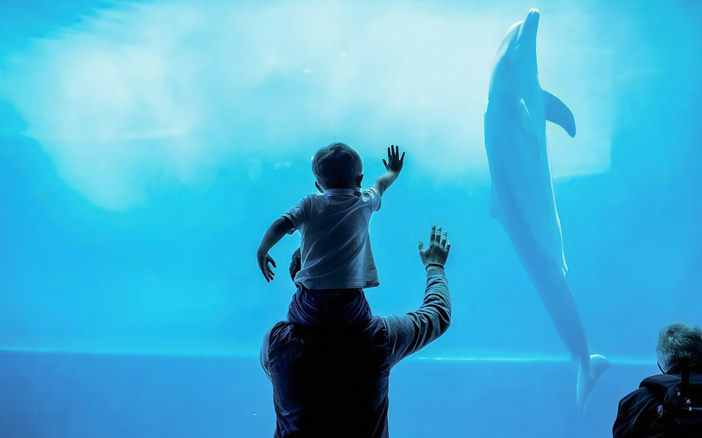 Kombiticket: Tickets für das Aquarium von Genua + Walbeobachtungsfahrt im Pelagos-Schutzgebiet (Crocieracquario)