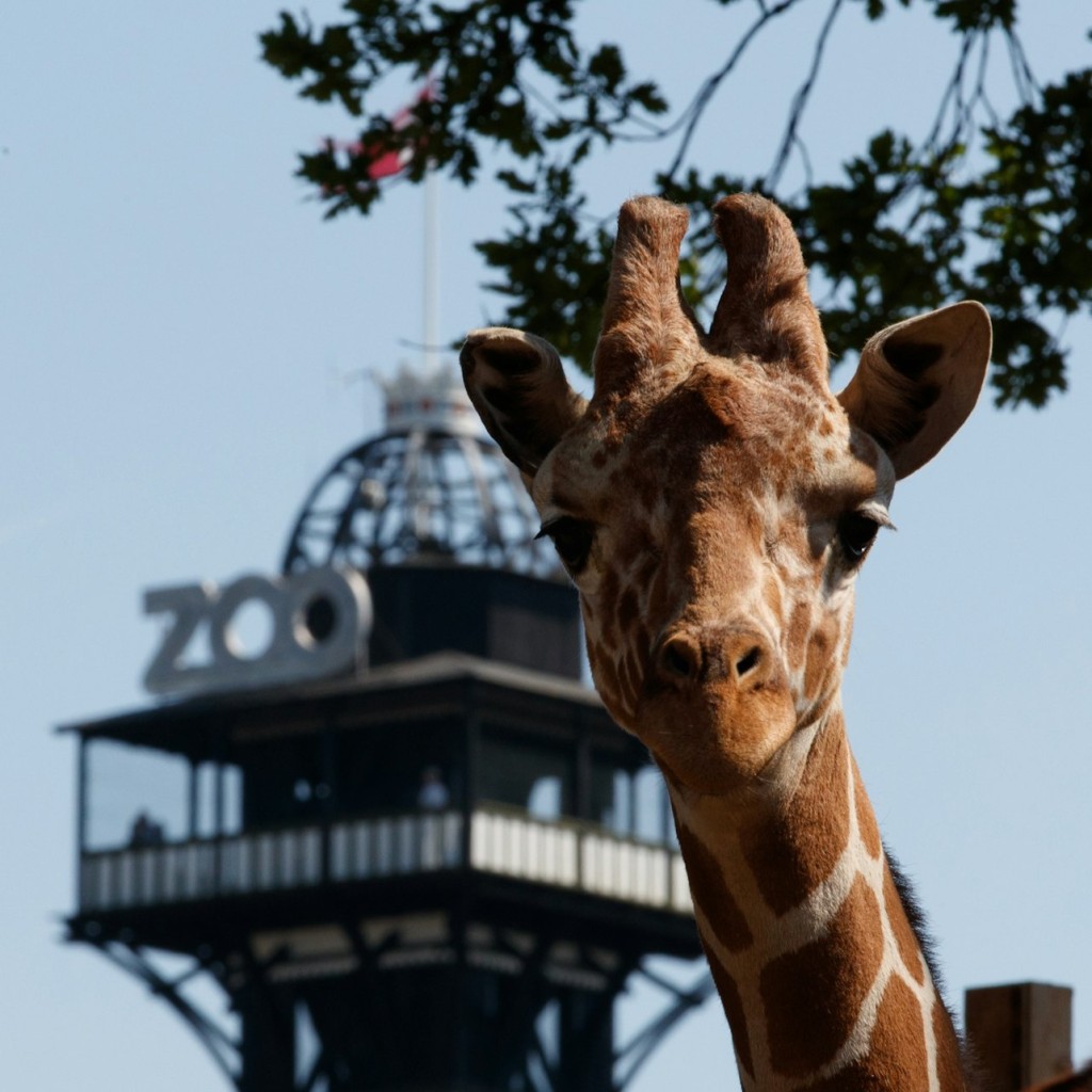 ZOO de Copenhaguen: Tiquet sense cues