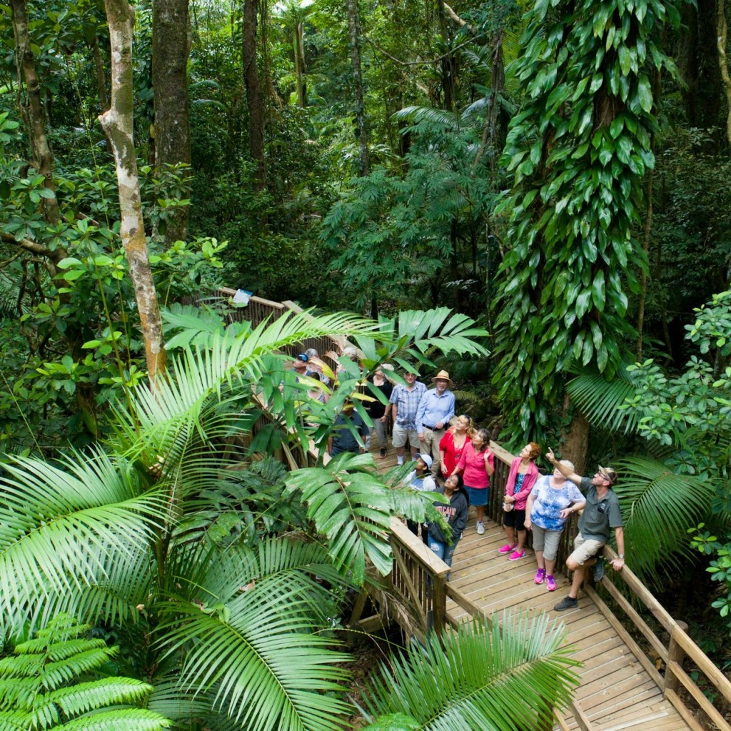 Daintree und Cape Tribulation Tagestour