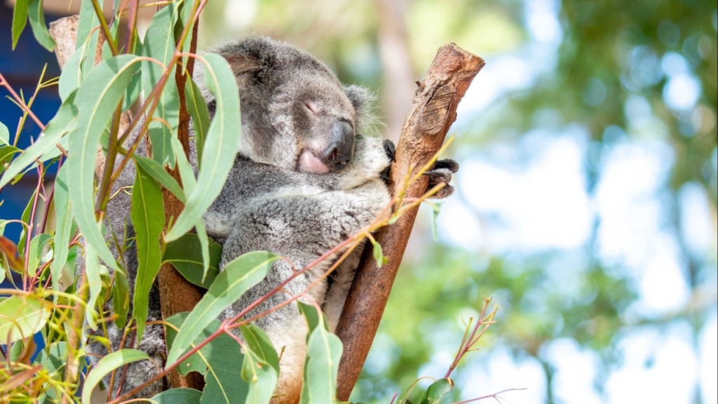 Dreamworld Gold Coast Ticket (1-Day Ticket)