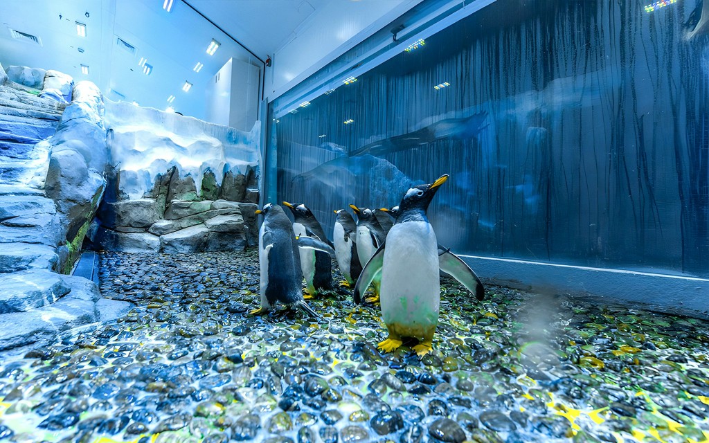 Dubai Aquarium und Unterwasserzoo Tickets (Ultimate Experience Gold Pass)