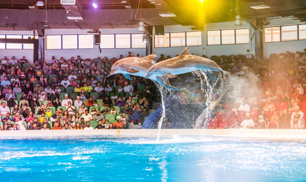 Dubai Dolphinarium Ticket (Dubai Dolphinarium - Dolphin and Seal Show (Standard Seat))