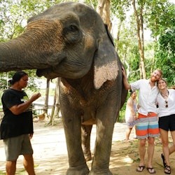 Parc de retraite des éléphants de Phuket : Programme de soins aux éléphants + transferts + déjeuner