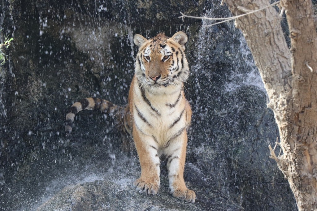 Emirates Park Zoo Ticket (Emirates Park Zoo - Explorer)