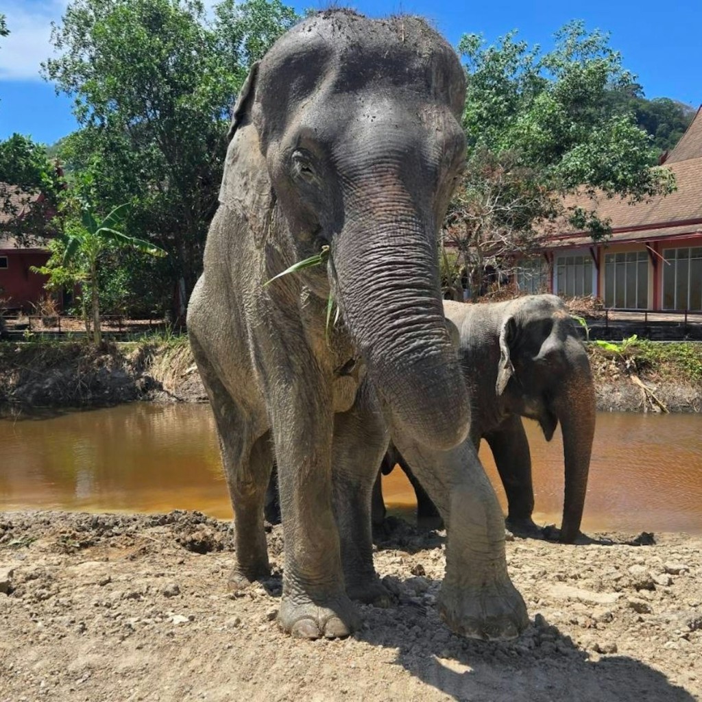 Freedom Elephant Reserve Phuket: Visita guiada + Transport d'anada i tornada