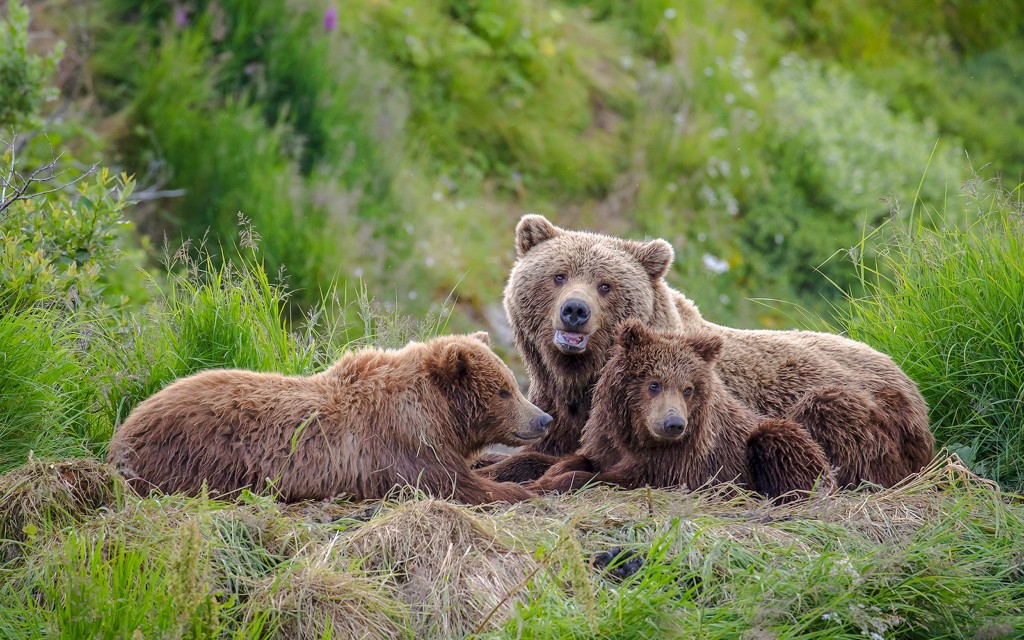 Desde Bucarest: Tour de un día por el Santuario del Oso, el Castillo de Bran y Brasov (Bear Sanctuary, Bran Castle & Brasov Day Tour with Entry Tickets)