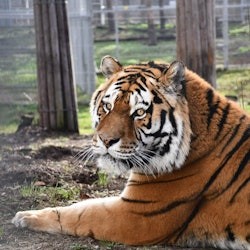 From Krakow: Zoo Trip with Transfer