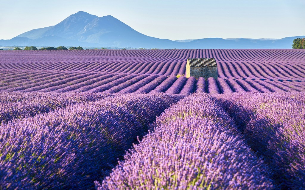 Da Nizza: tour in giornata ai campi di lavanda e alle gole del Verdon (Shared Tour of Verdon Gorge & Lavender Fields)