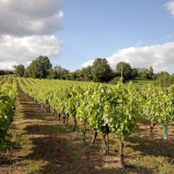 Gaillac: Half-Day Guided Tour from Toulouse + Wine Tasting