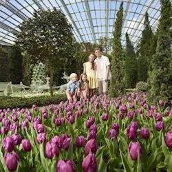 Gardens by the Bay: Flower Dome & Cloud Forest + One Way Transfer - Default
