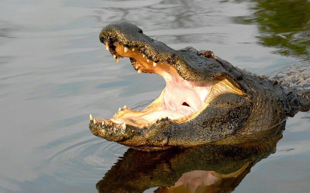 Gatorland Orlando Entry Ticket
