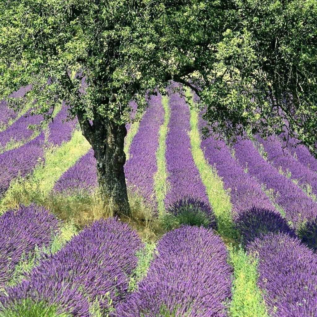 Recorregut per les Gorges del Verdon i els Camps de Lavanda