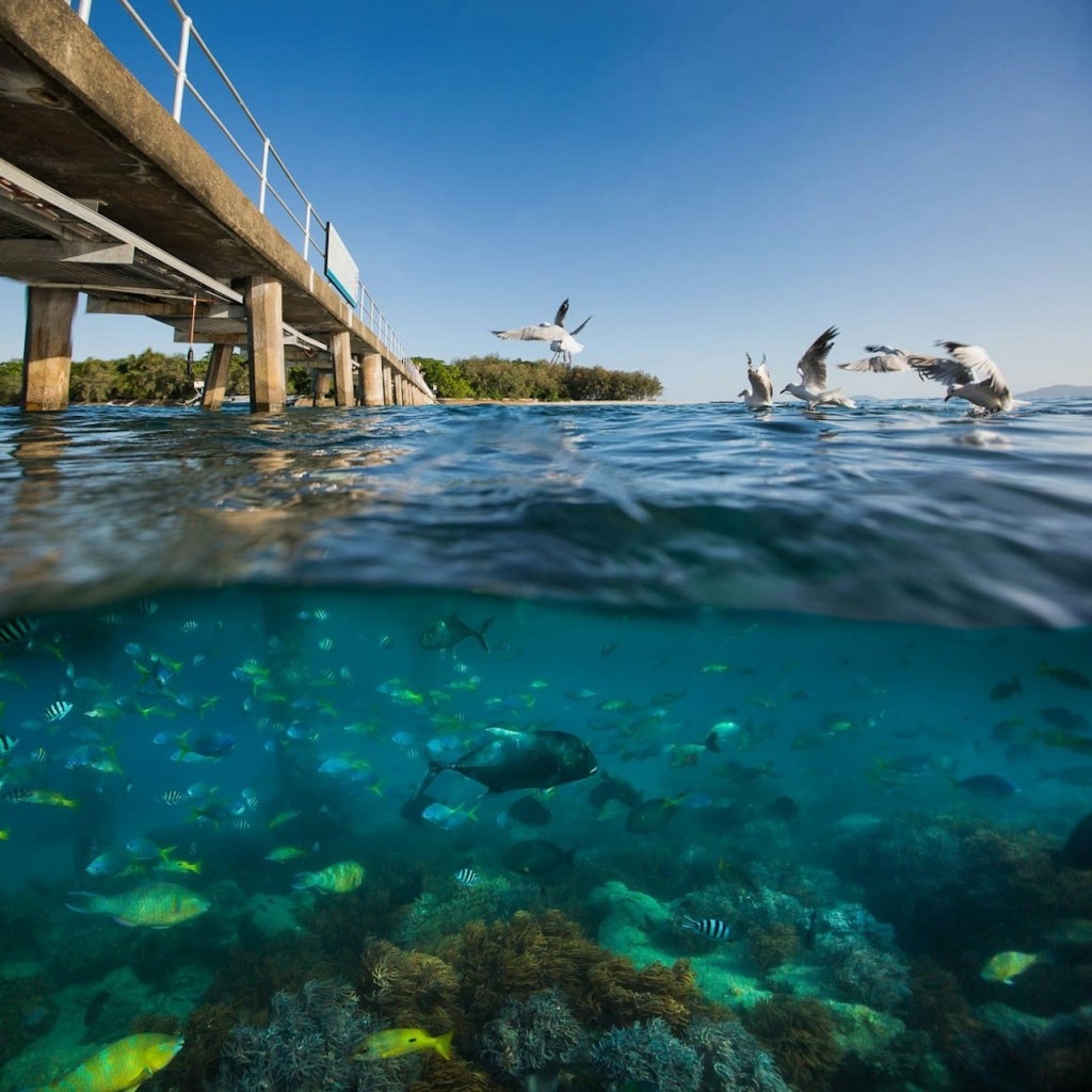 Green Island Ferry Transfer