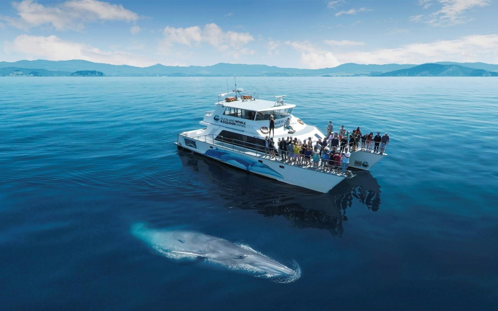 Halbtägige Wal- und Delfin-Safari ab Auckland (General)