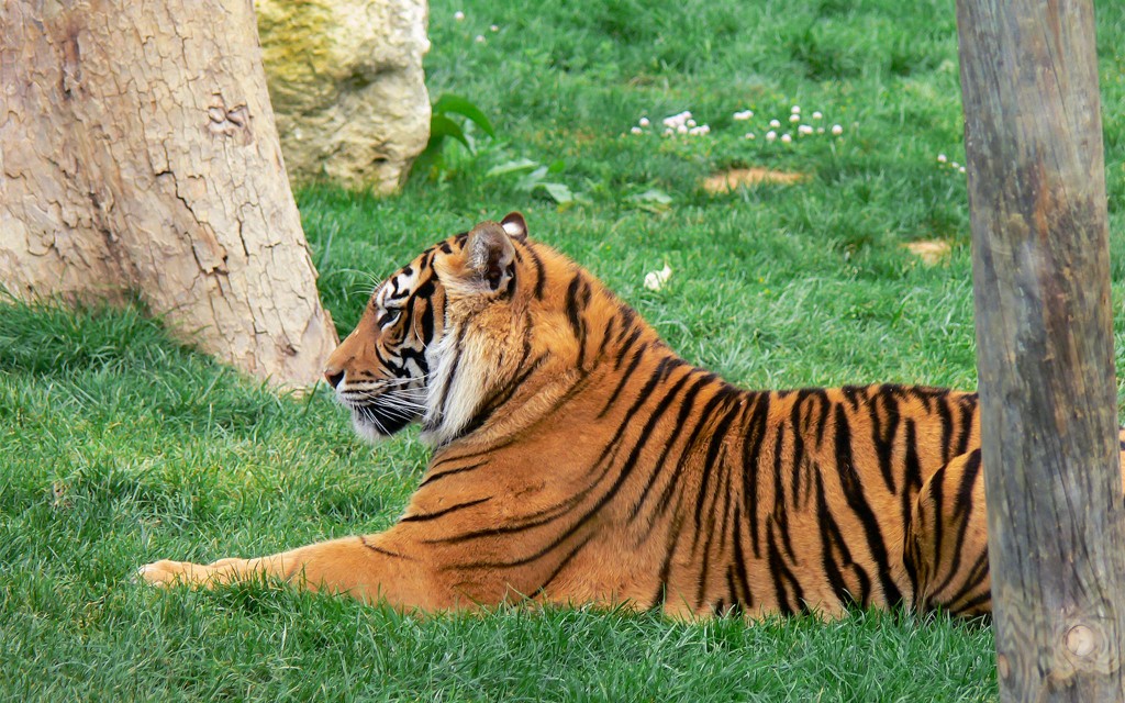 Billets pour le Jardin zoologique (Jardim Zoologico Tickets)