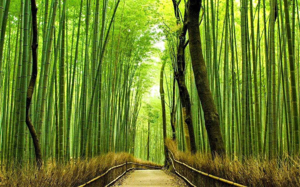 Kyoto Heritage Guided Tour: Arashiyama, Fushimi Inari & Kiyomizu-dera im luxuriösen Reisebus mit optionalem Mittagessen (Kyoto Day Trip)