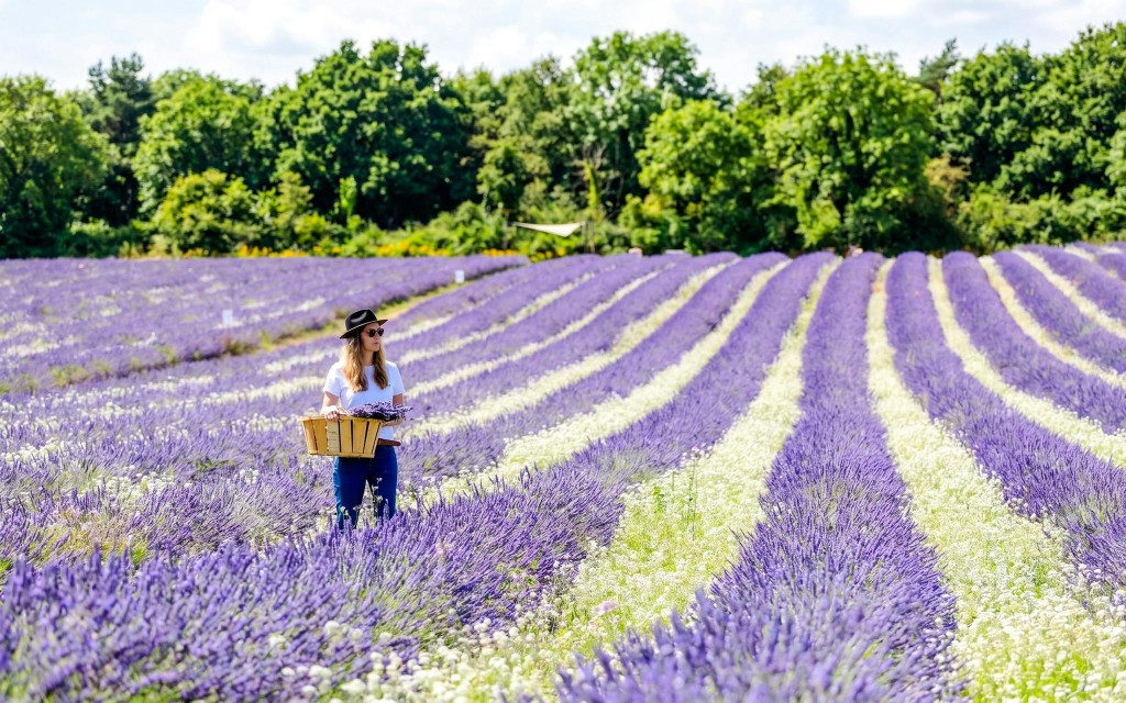 Lavender Fields Family Estate Visit (Lavender Fields Estate Ticket + Soap Workshop)