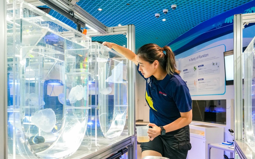 Singapore Oceanarium Tickets (Admission Ticket + Dolphin Immersion)