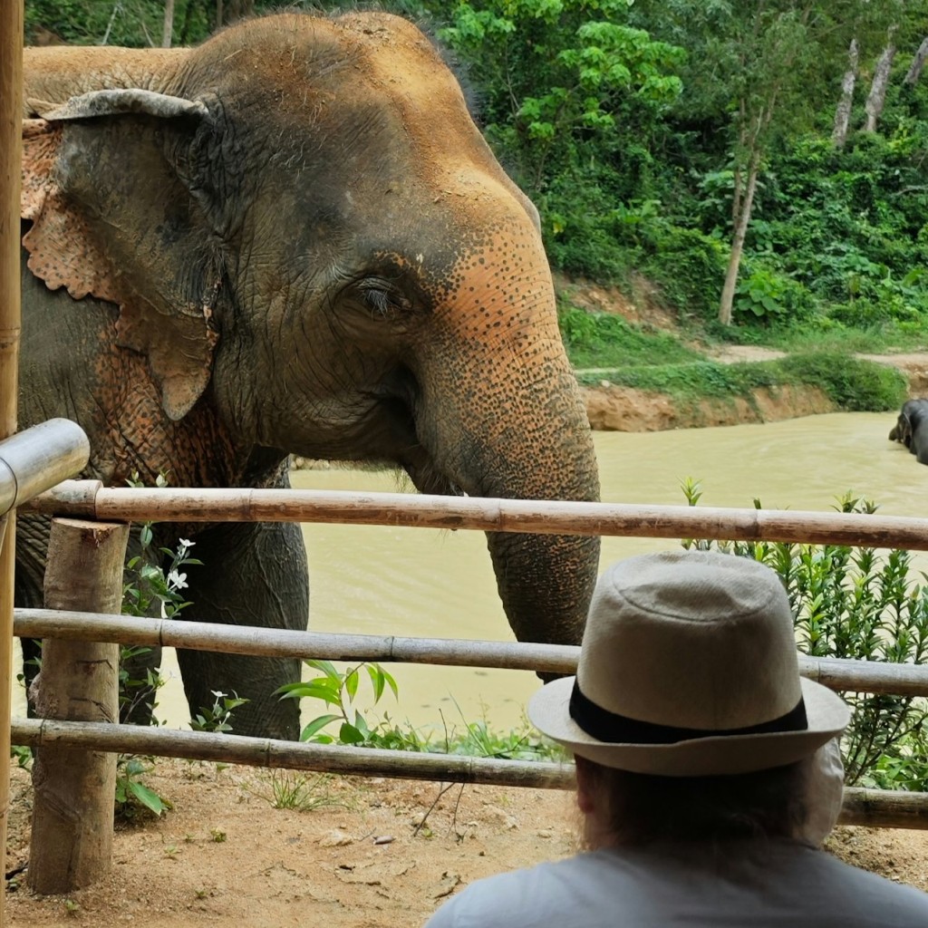 Reserva de elefantes Hidden Forest Phuket: Visita guiada + Buffet