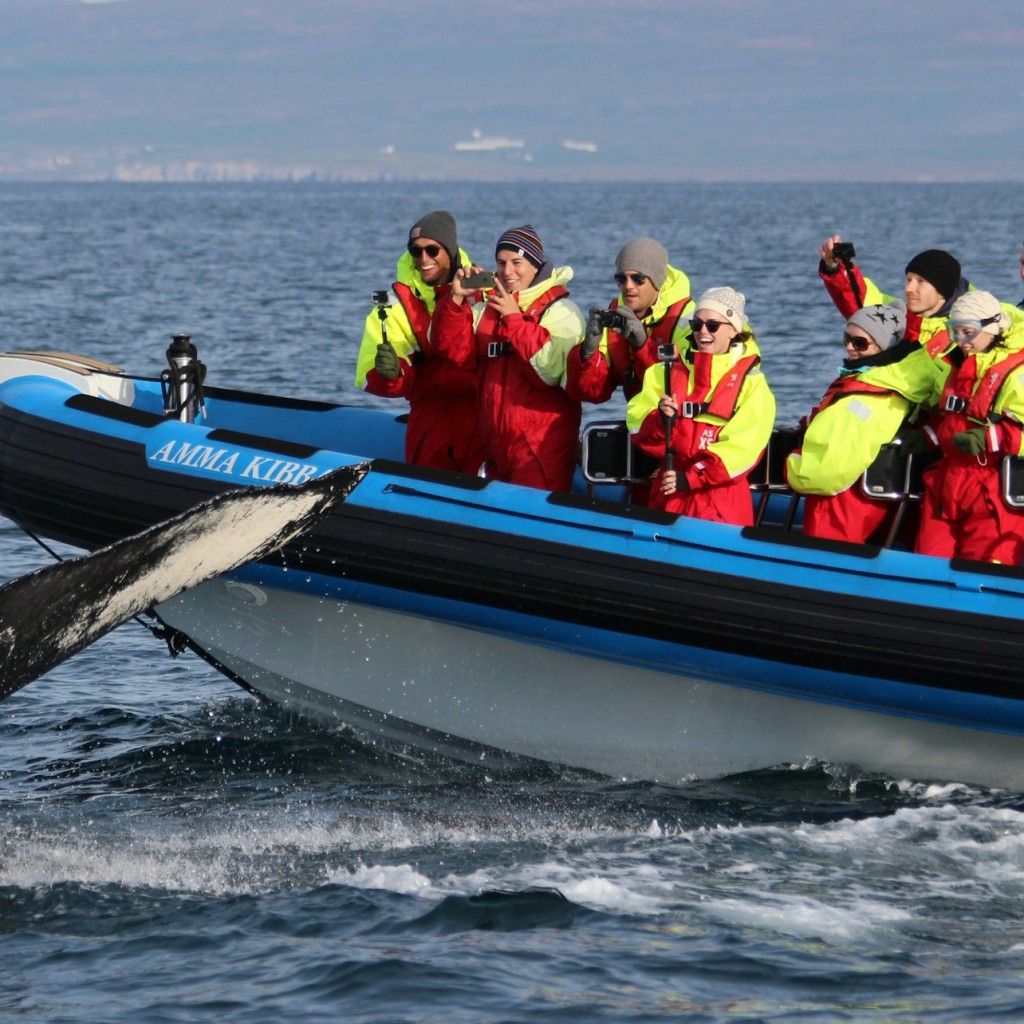 Husavík: Passeio de observação de baleias e papagaios-do-mar em uma lancha RIB