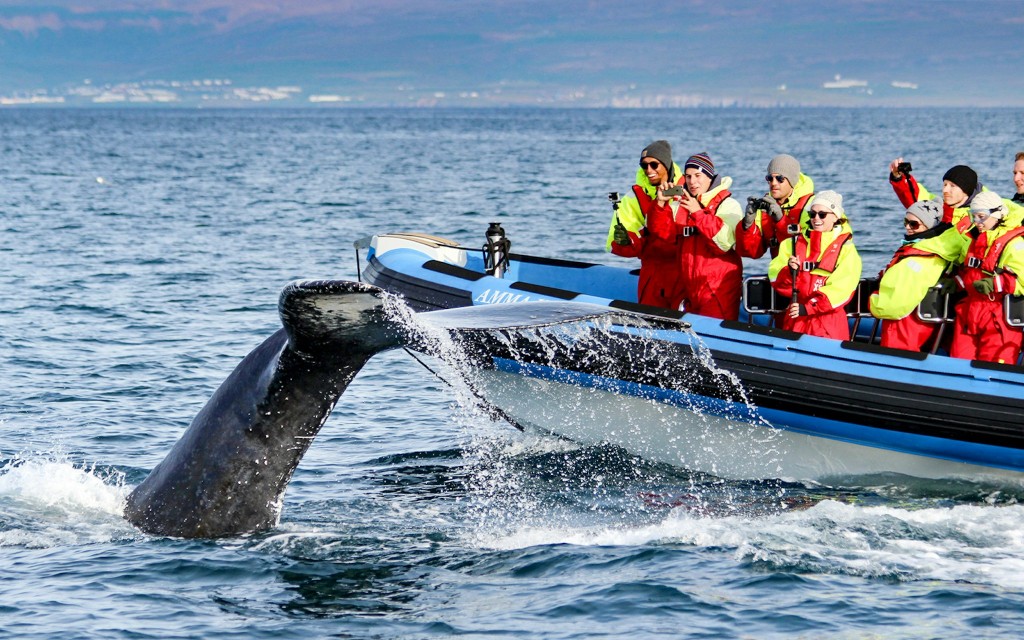 Ab Húsavík: Walbeobachtung mit dem RIB-Schnellboot (Standard rate)
