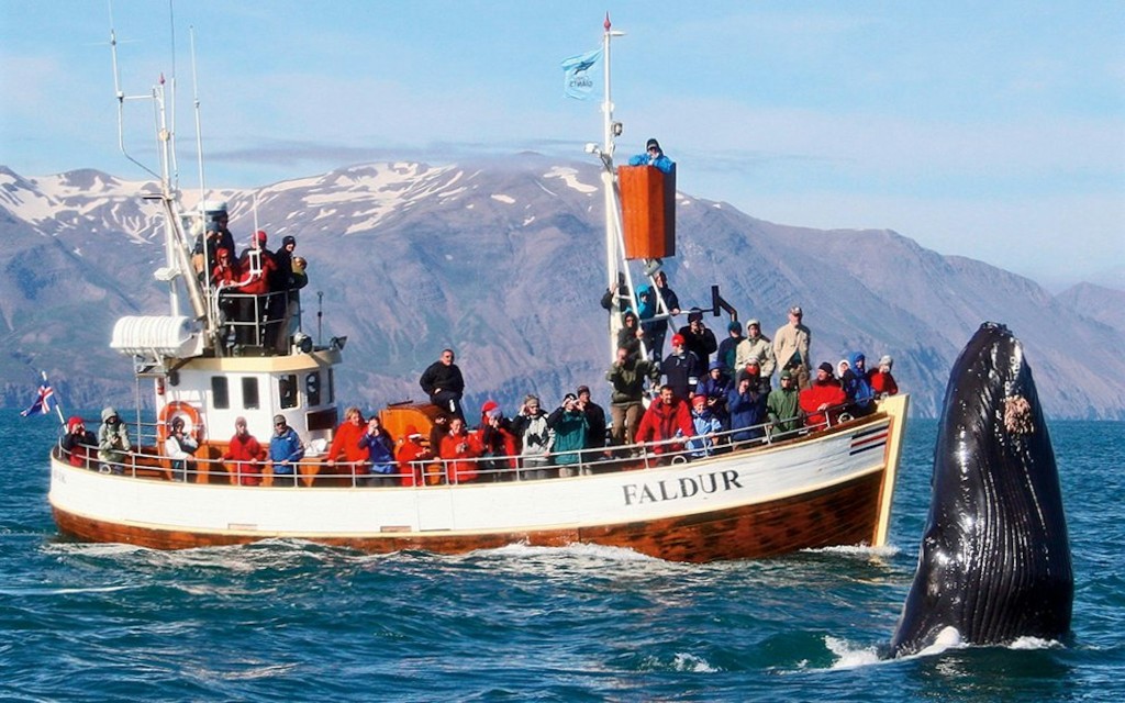 Húsavík: tour en barco de avistamiento de ballenas (Whale Watching Guided Cruise)