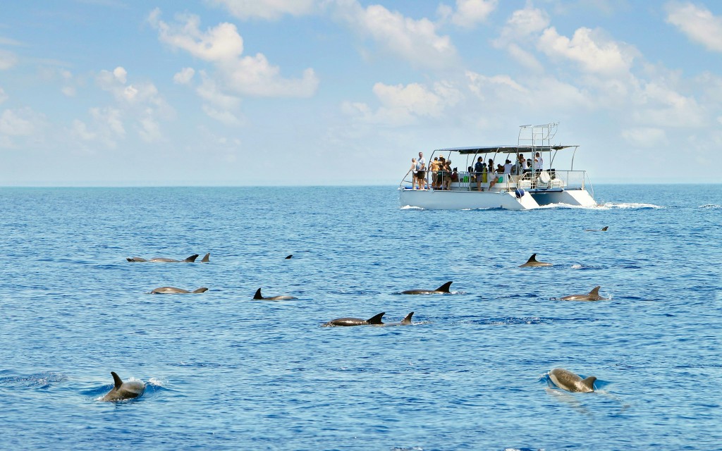 Kangaroo Island Bootstour an der Küste mit Wildtierbeobachtung (Kangaroo Island Coastal Safari Boat Tour)