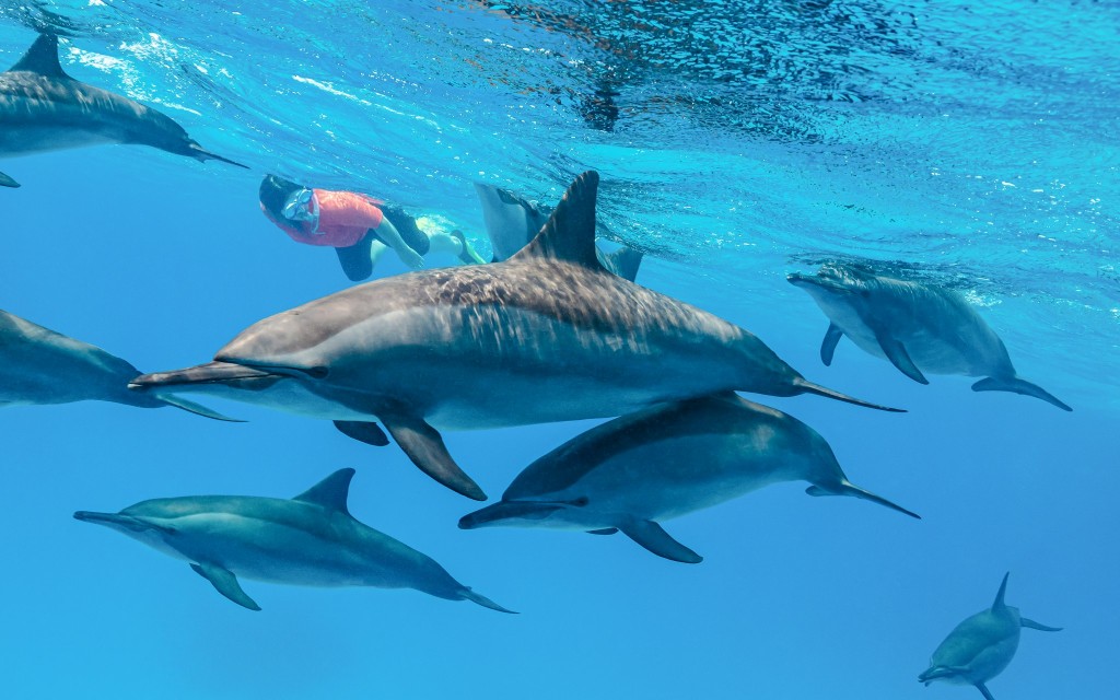 Kangaroo Island Bootstour an der Küste mit Wildtierbeobachtung (Swim with Dolphins & Seals Snorkel Boat Tour)