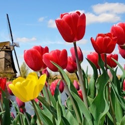 Keukenhof: Entry + Return Bus Transfer from A’dam Tower