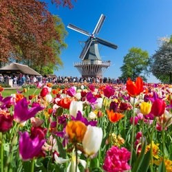 Keukenhof & Flower Parade: Entry Ticket + Tulip Tour