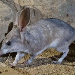 Kuranda Koala Gardens: Entry Ticket