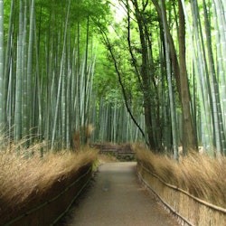 Kyoto: Guided Sightseeing Bus Tour in Japanese