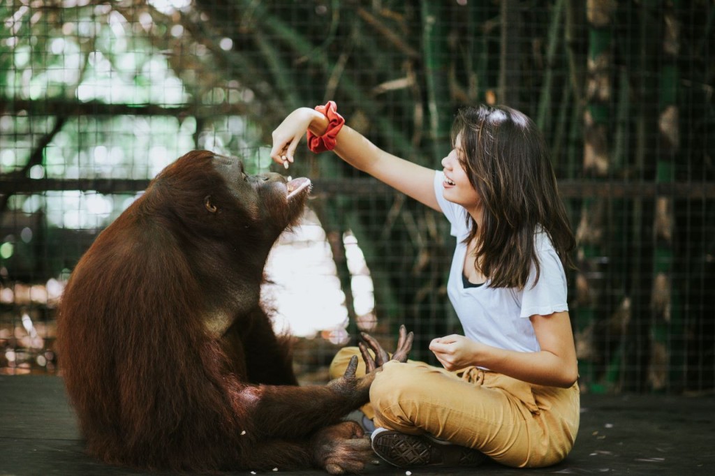 Lombok Wildlife Park Orangutan Interaction (Lombok Wildlife Park - Orangutan Interaction with Lunch (International Travellers))