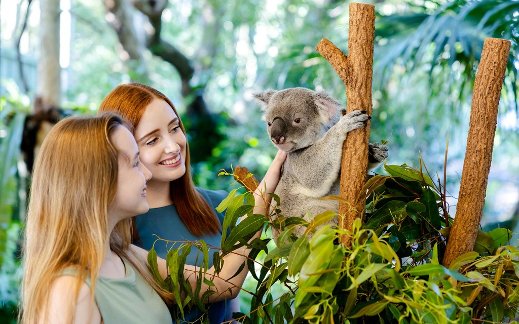 Lone Pine Koala-Schutzgebiet Tickets (Lone Pine Koala Sanctuary)
