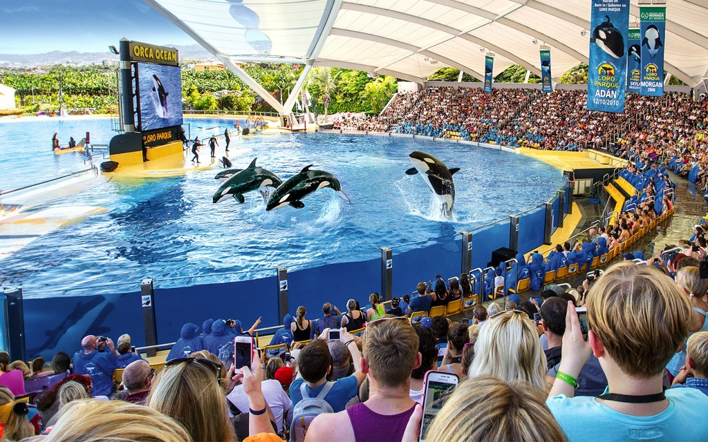 Biglietti per l'ingresso al Loro Parque (Entry Tickets)