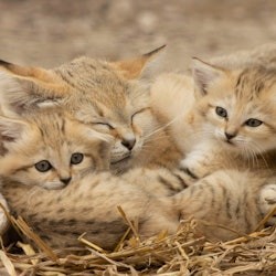 Lumigny Safari Reserve & Terre de Singes: Entry Ticket